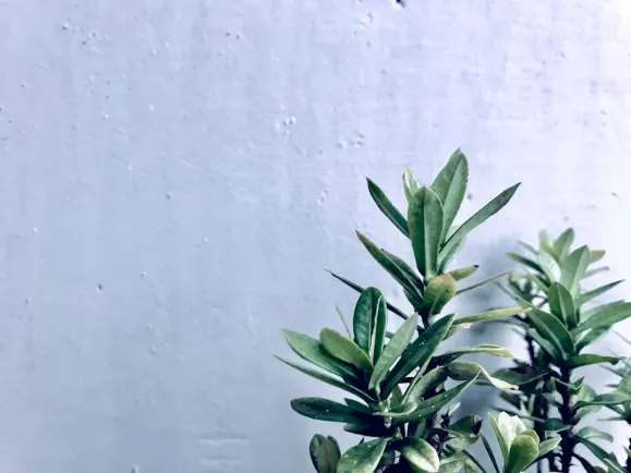 HippoZino Kaszinó Támogatás